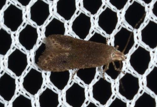 Monochroa sp.